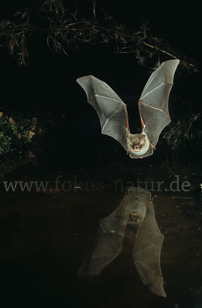 Fransenfledermaus (Myotis nattereri)