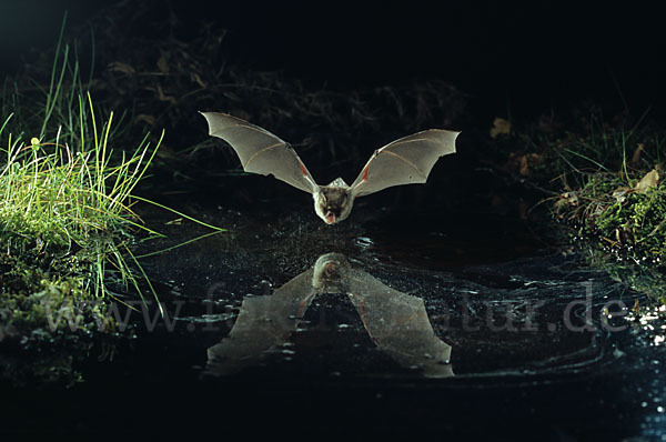 Fransenfledermaus (Myotis nattereri)