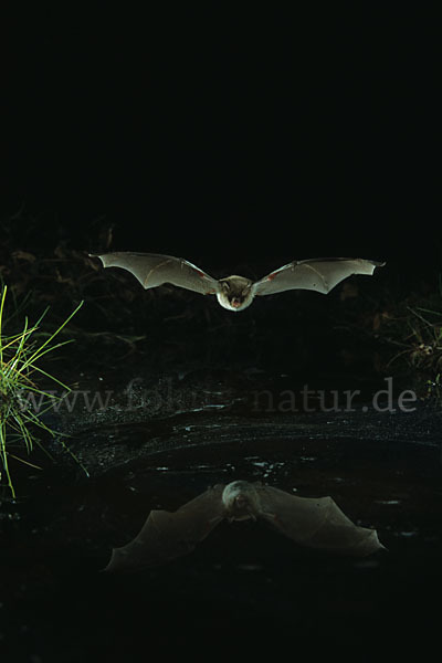 Fransenfledermaus (Myotis nattereri)