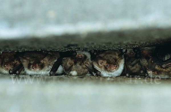 Fransenfledermaus (Myotis nattereri)