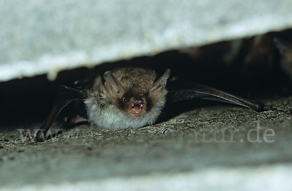 Fransenfledermaus (Myotis nattereri)