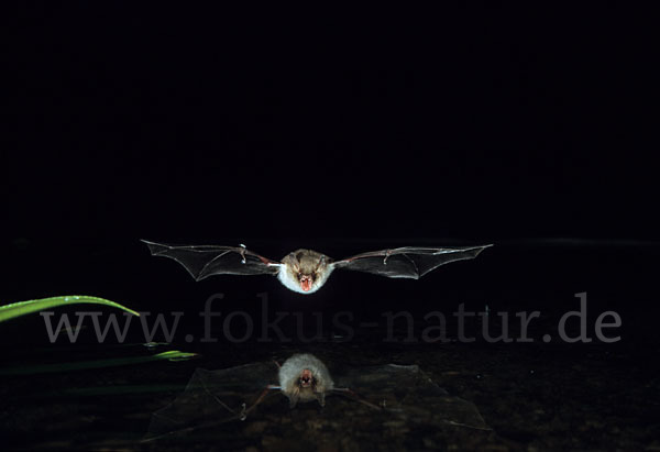 Fransenfledermaus (Myotis nattereri)