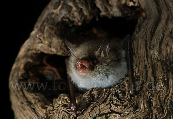 Fransenfledermaus (Myotis nattereri)