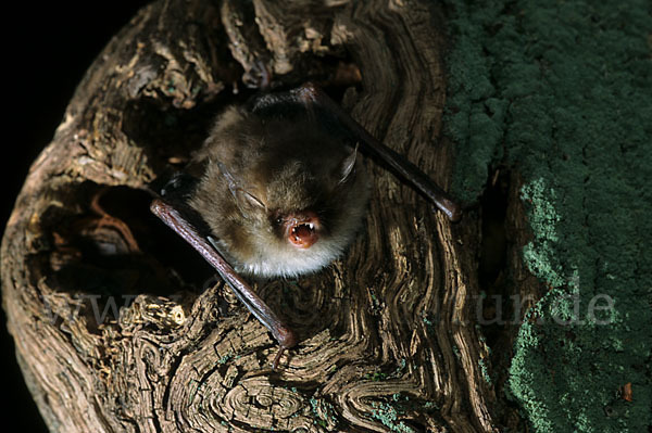 Fransenfledermaus (Myotis nattereri)