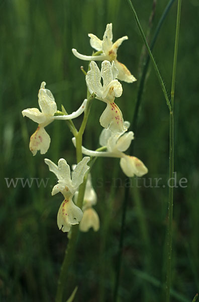 Französisches Knabenkraut (Orchis provincialis)