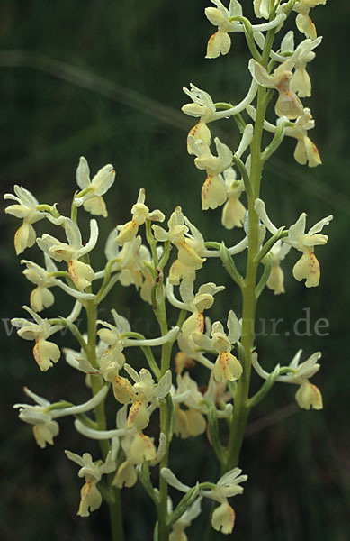 Französisches Knabenkraut (Orchis provincialis)