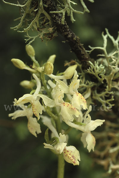 Französisches Knabenkraut (Orchis provincialis)