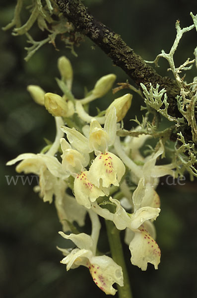 Französisches Knabenkraut (Orchis provincialis)