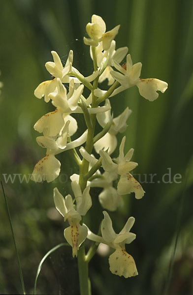 Französisches Knabenkraut (Orchis provincialis)