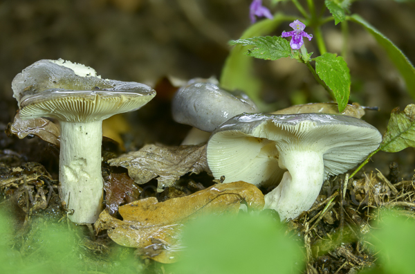 Frauen-Täubling (Russula cyanoxantha)