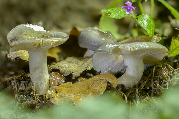 Frauen-Täubling (Russula cyanoxantha)