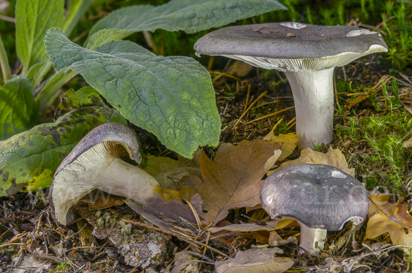 Frauen-Täubling (Russula cyanoxantha)