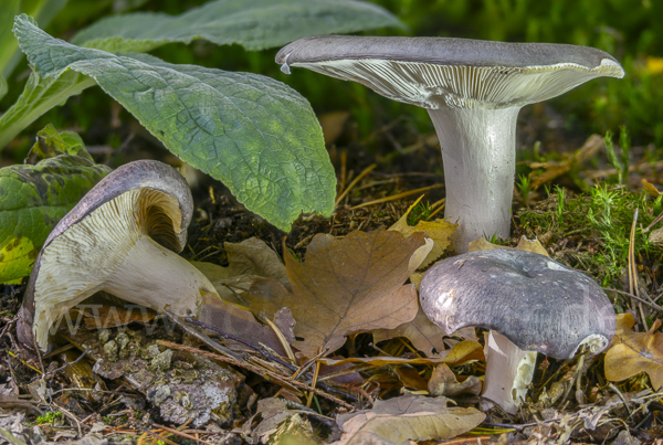 Frauen-Täubling (Russula cyanoxantha)