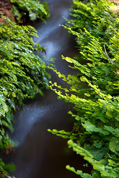 Frauenhaarfarn (Adiantum capillus-veneris)