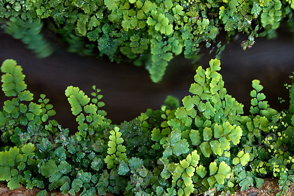 Frauenhaarfarn (Adiantum capillus-veneris)