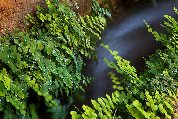 Frauenhaarfarn (Adiantum capillus-veneris)