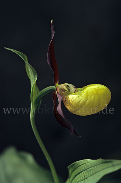 Frauenschuh (Cypripedium calceolus)