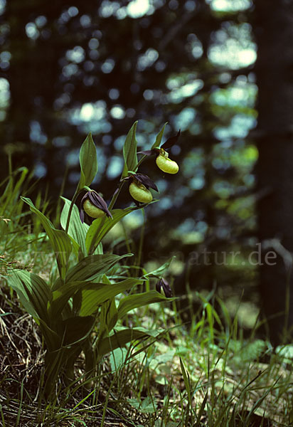 Frauenschuh (Cypripedium calceolus)