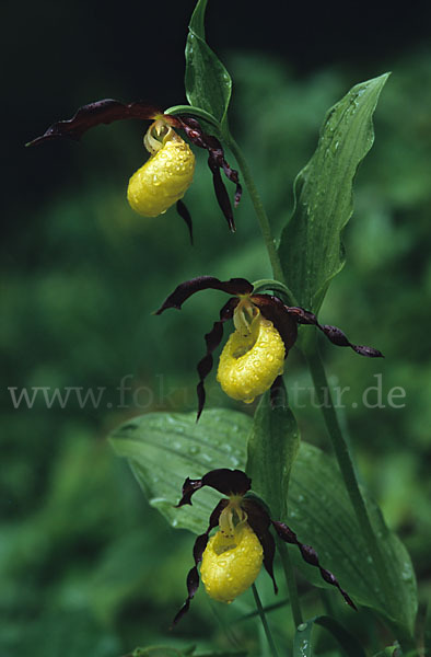 Frauenschuh (Cypripedium calceolus)