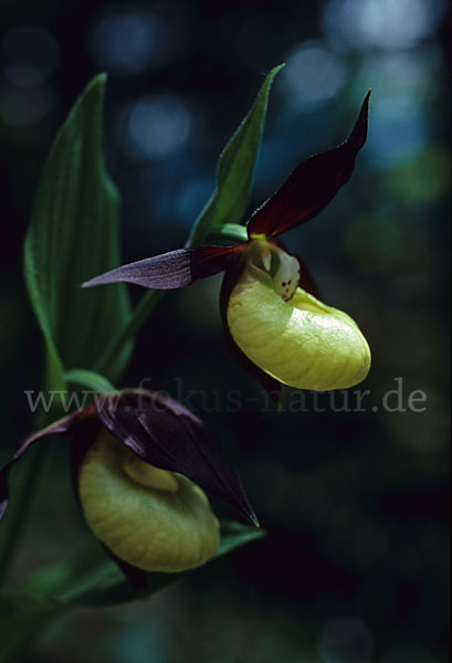 Frauenschuh (Cypripedium calceolus)