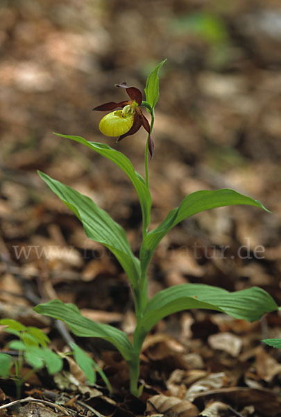 Frauenschuh (Cypripedium calceolus)