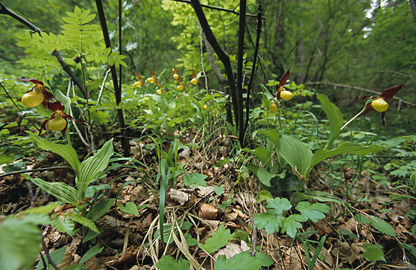 Frauenschuh (Cypripedium calceolus)