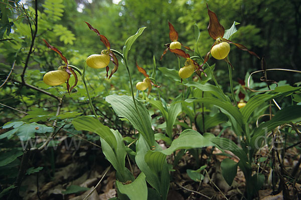 Frauenschuh (Cypripedium calceolus)