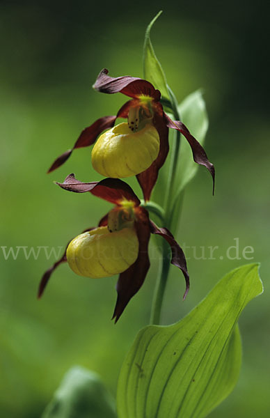 Frauenschuh (Cypripedium calceolus)