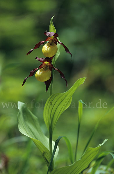 Frauenschuh (Cypripedium calceolus)