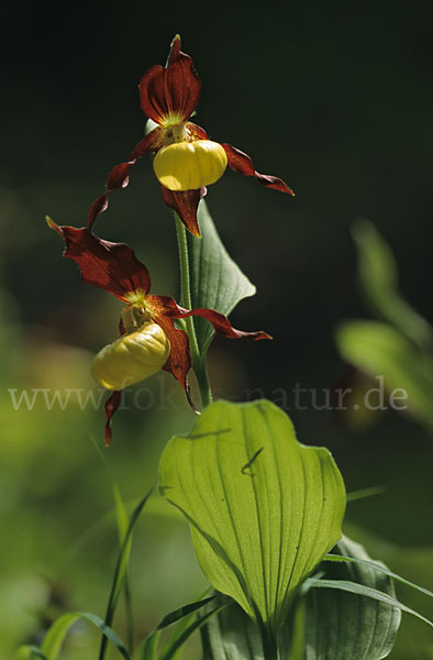 Frauenschuh (Cypripedium calceolus)