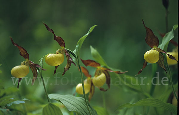 Frauenschuh (Cypripedium calceolus)