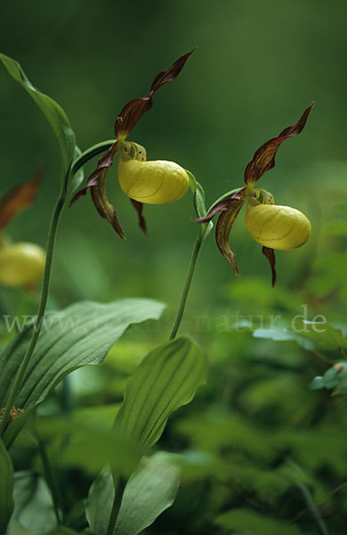 Frauenschuh (Cypripedium calceolus)