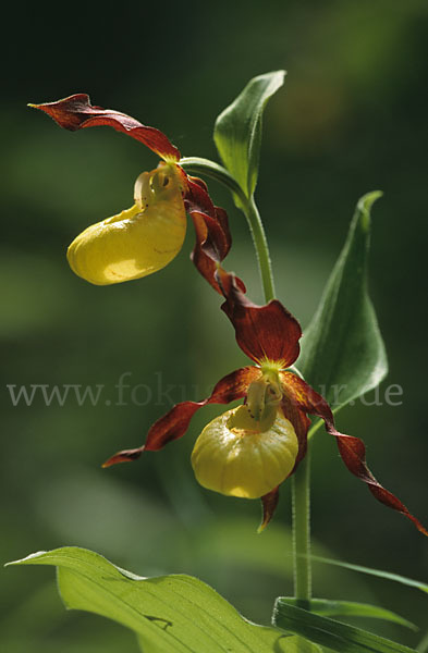 Frauenschuh (Cypripedium calceolus)