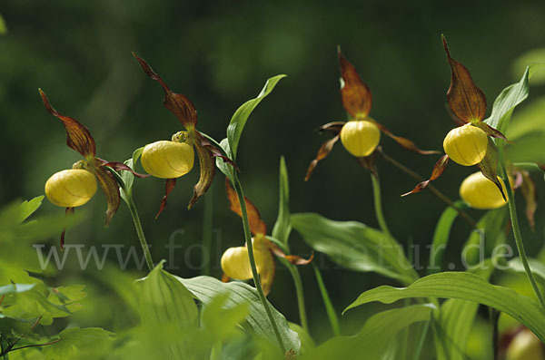 Frauenschuh (Cypripedium calceolus)