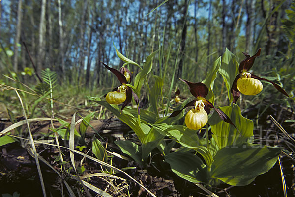 Frauenschuh (Cypripedium calceolus)