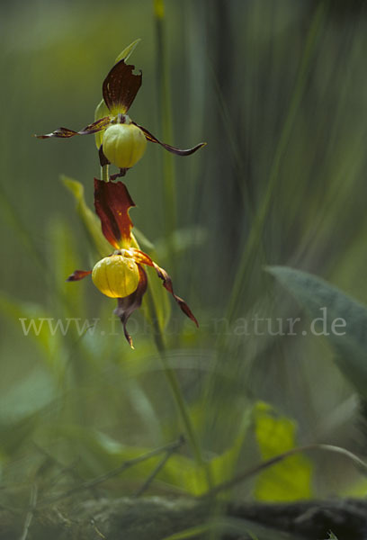 Frauenschuh (Cypripedium calceolus)