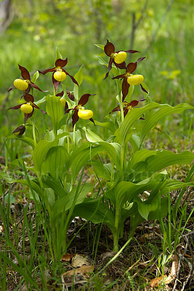 Frauenschuh (Cypripedium calceolus)