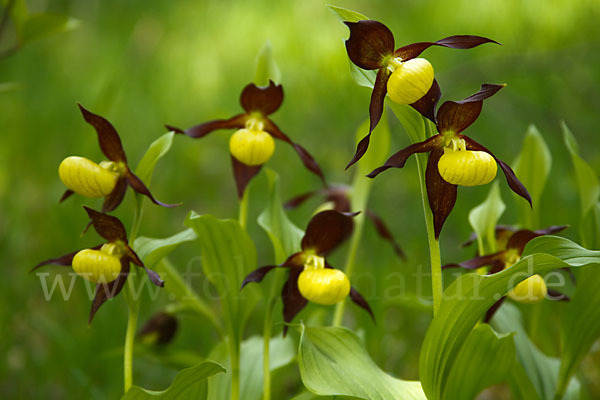 Frauenschuh (Cypripedium calceolus)