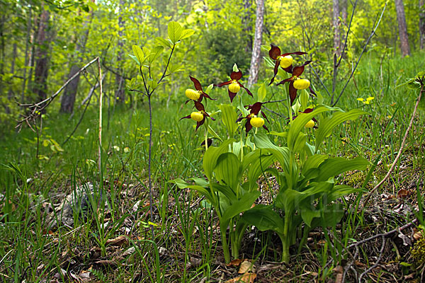 Frauenschuh (Cypripedium calceolus)