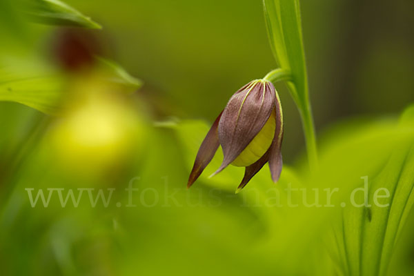 Frauenschuh (Cypripedium calceolus)