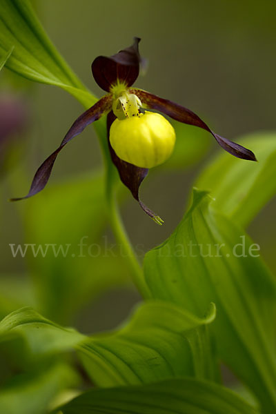 Frauenschuh (Cypripedium calceolus)