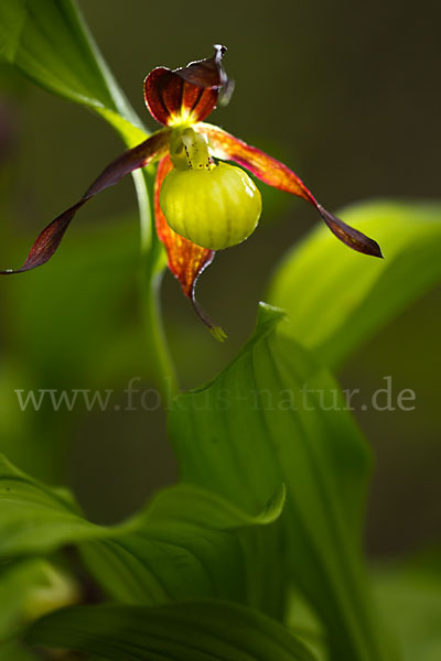 Frauenschuh (Cypripedium calceolus)