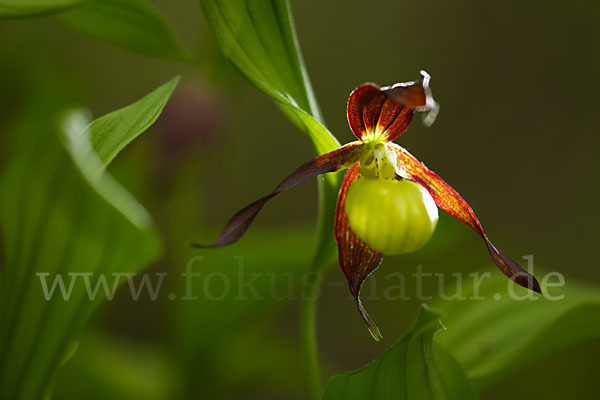 Frauenschuh (Cypripedium calceolus)