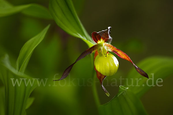 Frauenschuh (Cypripedium calceolus)