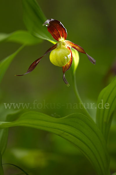 Frauenschuh (Cypripedium calceolus)