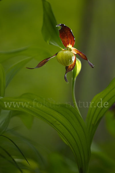 Frauenschuh (Cypripedium calceolus)