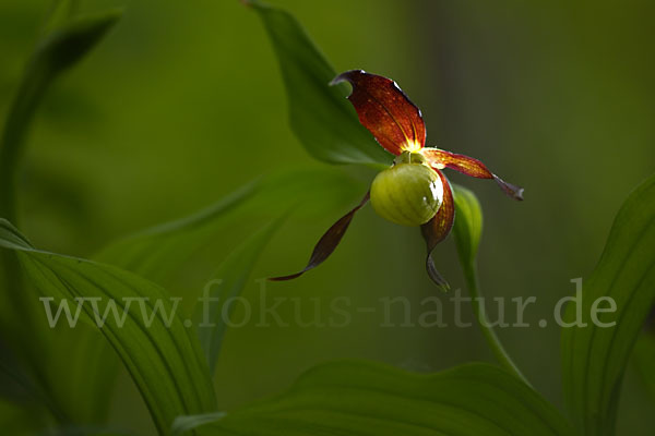 Frauenschuh (Cypripedium calceolus)