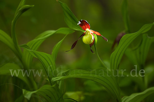 Frauenschuh (Cypripedium calceolus)