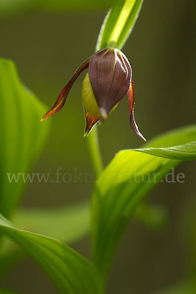 Frauenschuh (Cypripedium calceolus)