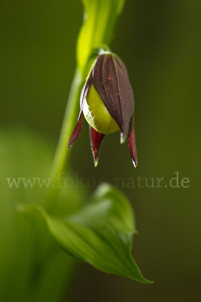 Frauenschuh (Cypripedium calceolus)